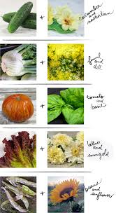 Cucumbers are prone to attack from cucumber beetles and they can easily suffer from bacterial wilt, powdery mildew or a mosaic virus which all shows how problematic cucumbers can be however companion planting can help overcome some of these challenges. 5 Perfect Pairs For Companion Planting Terrain