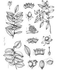 Image result for Heisteria