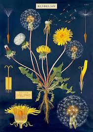 Postcard Vintage Botanical Print Repro Dandelion Chart