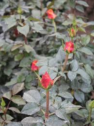 Please see our partners for more details. Der Ursprung Der Rose Auf Einer Rosenfarm In Kenia Nordkap Zu Suedkaps Webseite