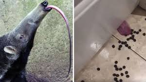 Résultat de recherche d'images pour "aardvark"