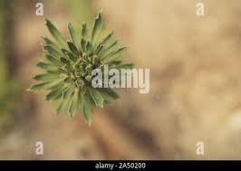 Image result for Monadenium lugardiae