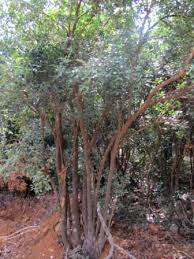 Image result for Memecylon myrianthum