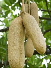 Image result for Kigelia africana