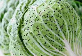 白菜 黒い 点