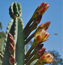 The thanksgiving cactus has flowers that face outwards and the plant comes in a wide range of colors. Cereus Peruvianus Outside Instyle