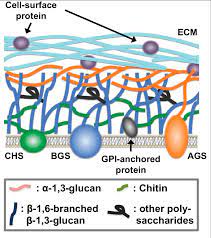 Animal plasma membranes are stabilized with cholestorel, fungi with ergosterol, plants with phytosterois. Schematic Illustration Of Cell Wall Architecture In Aspergillus Download Scientific Diagram