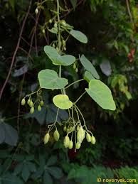 Image result for Adenia gummifera
