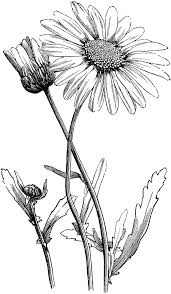 Black And White Daisy Flower Clipart Daisy Drawing Related Keywords Suggestions Daisy Drawing Long Tail Keywords In 2020 Daisy Drawing Flower Vine Tattoos Flower Drawing