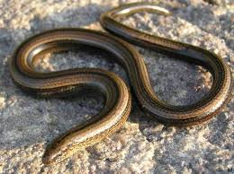 Legless lizard may refer to any of several groups of lizards that have independently lost limbs or reduced them to the point distinguishable from snakes on the basis of one or more of the following characteristics: Legless Lizard Wikipedia