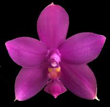 Image result for Indigofera oxalidea