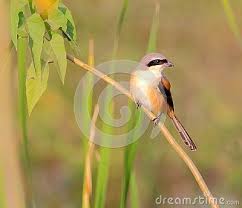 Bird Sitting On Branch Long Tailed Shrike Bird Sitting On Branch Of Bush Very Beautiful And Natural View Nature Birds Photo