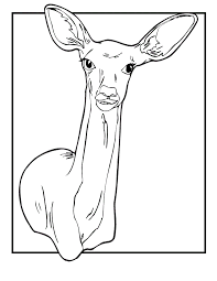 You will find cat, deer, tiger & all sorts of creatures your kid loves to color. Free Printable Deer Coloring Pages For Kids
