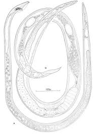 Image result for Hyparrhenia newtonii