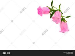 Aktuell günstige preise vergleichen, viel geld sparen und glücklich sein. Pink Flowers Campanula Image Photo Free Trial Bigstock