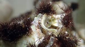 クモヒトデの一種②｜ヒトデのなかま ナマコのなかま｜浦安水辺の生き物図鑑