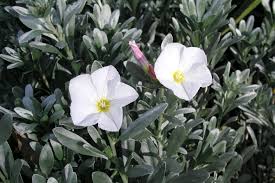 Leaf plants supply a wide range of ultra realistic artificial plants including topiaries, trees and shrubs. Joe Swift Silver Foliage Is Perfect For Summer Gardens Weekend The Times