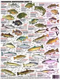 Fishermans Freshwater Fish Chart 8