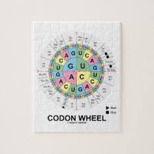Amino Acid Wheel Toys And Games Zazzle