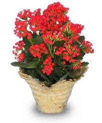 Image result for Kalanchoe blossfeldiana