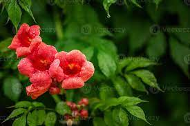 vackra röda blommor av trumpetrankan eller trumpetrankan campsis radicans.  kinesisk trumpet ranka grenar 6709422 Arkivfoto på Vecteezy