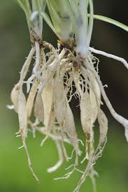 First of all, the remarkable giant huntsman spider truly stands out from other arachnids. My Spider Plant Has Tubers Explanation For Thick Spider Plant Roots