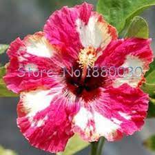 Hibiscus Flower Amazon Uk Hibiscus Belas Flores Hibisco Hibiscus