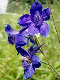 Pin On Flowers On Public Lands