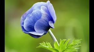 What flowers are blue in color. Blue Colour Flowers Youtube