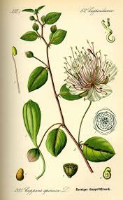 Image result for Capparis citrifolia