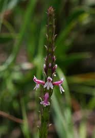 Image result for Striga bilabiata