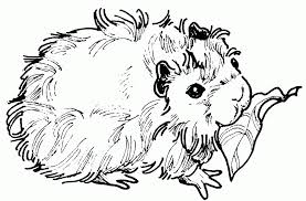 Habe süße junge meerschweinchen buben zu vergeben sie sind im alter von 7 bis 11 wochen ausmalbilder meerschweinchen in der rubrik ausmalbilder meerschweinchen zum ausdrucken. Guinea Pig Colouring Pages To Print Novocom Top