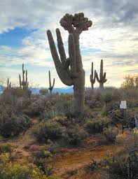 There are a few ways the saguaro will grow. Free Images Landscape Tree Nature Cactus Desert Flower Botany Flora Plants Arizona Art Saguaro Mountians Flowering Plant Woody Plant Land Plant 1835x2392 852380 Free Stock Photos Pxhere