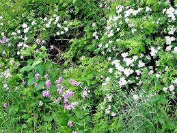 Image result for Embelia multiflora