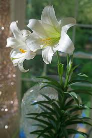 While easter lilies are symbolic of their namesake season, it is important not to expect these flowers to bloom for you in early spring. Easter Lilies 101 Carolina Country