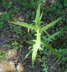 Check spelling or type a new query. 10 Edible Plants In Florida Ideas Edible Plants Plants Edible