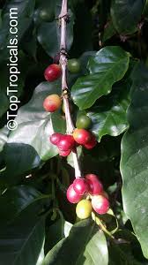Image result for Coffea