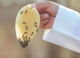 فوائد عسل الأثل الجربوع وأنواعه المختلفة honey insects