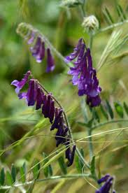 Image result for Vicia villosa