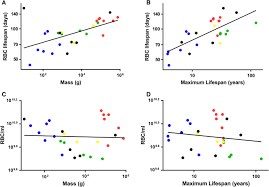 But if we consider the activation of rbc so haemoglobin is essential, in which haemoglobin. Rates Of Erythropoiesis In Mammals And Their Relationship With Lifespan And Hematopoietic Stem Cells Aging Springerlink