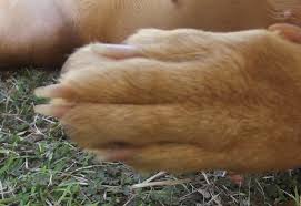 Helped over 8mm worldwide · 12mm+ questions answered How Do I Know If My Dog Has A Broken Bone And What Should I Do Pethelpful
