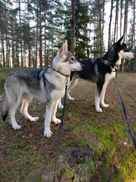 The tamaskan dog is a large working dog and as such has an athletic look to it. Svenska Wolfdogs Tamaskan Dogs Home Facebook
