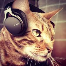 Maybe you would like to learn more about one of these? Do Cats Like Music The Purrington Post