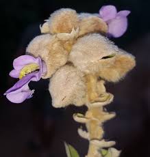 Image result for Tinnea