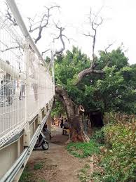 鳳凰木病死移除八卦山大佛風景區天空步道3號出口封閉in 2021