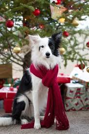 Sun Kissed Autumn Christmas Dog Christmas Animals Cute Dogs