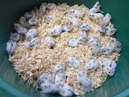 Baby Black And White Syrian Hamster Winter White Pearl Black Line Hamsters Fofos Hamster Bebe Hamsters