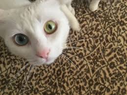 I Agatov Adli Kullanicinin Kedi Panosundaki Pin Kedi