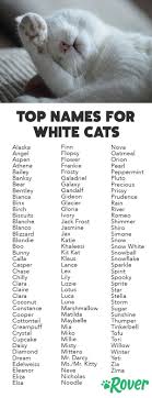 115 Best White Cat Names For 2019 In 2020 White Cats Cute Cat Names Kitten Names Girl