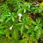 Image result for Ipomoea mauritiana